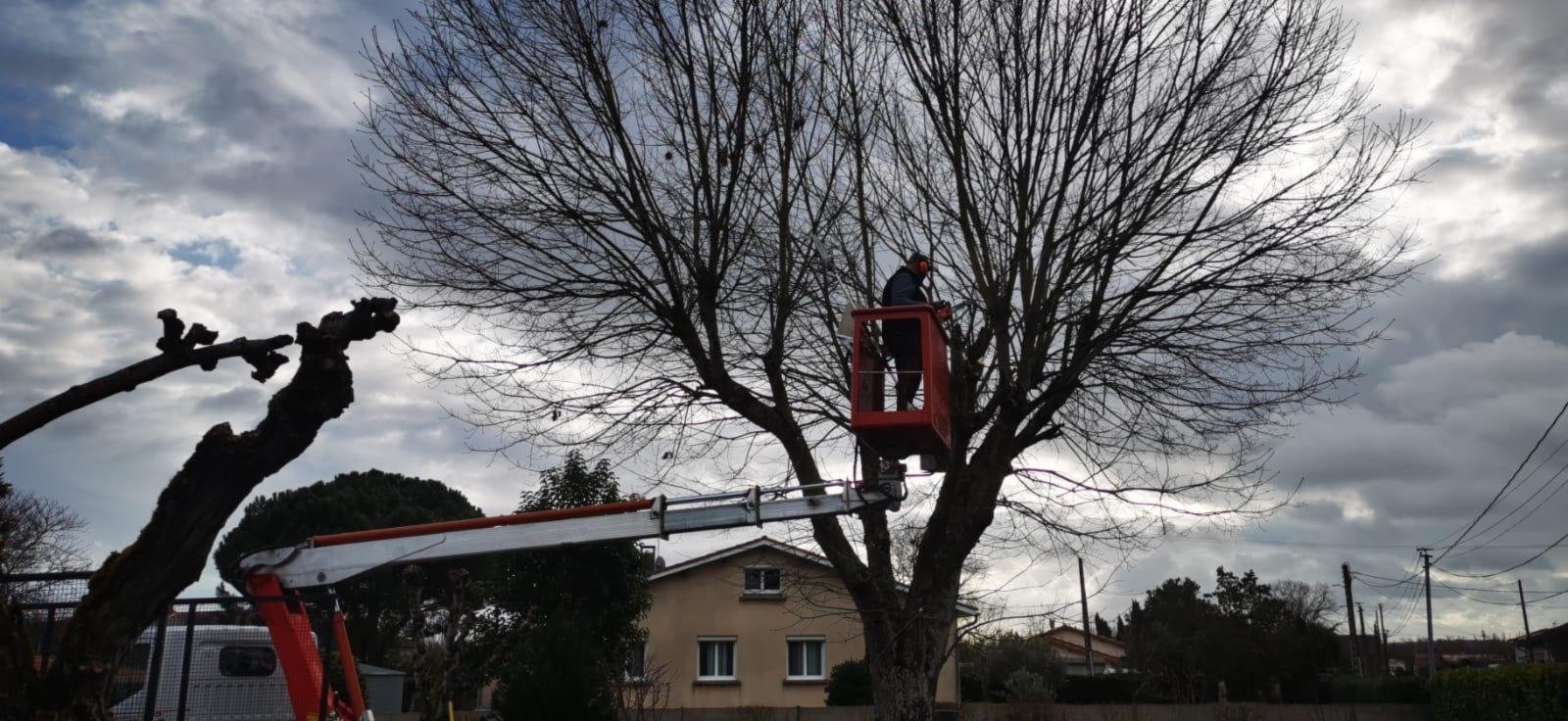 Jordan Ricardo en nacelle dans la couronne d’un arbre dénudé, sous un ciel d’hiver chargé, Tarn-et-Garonne