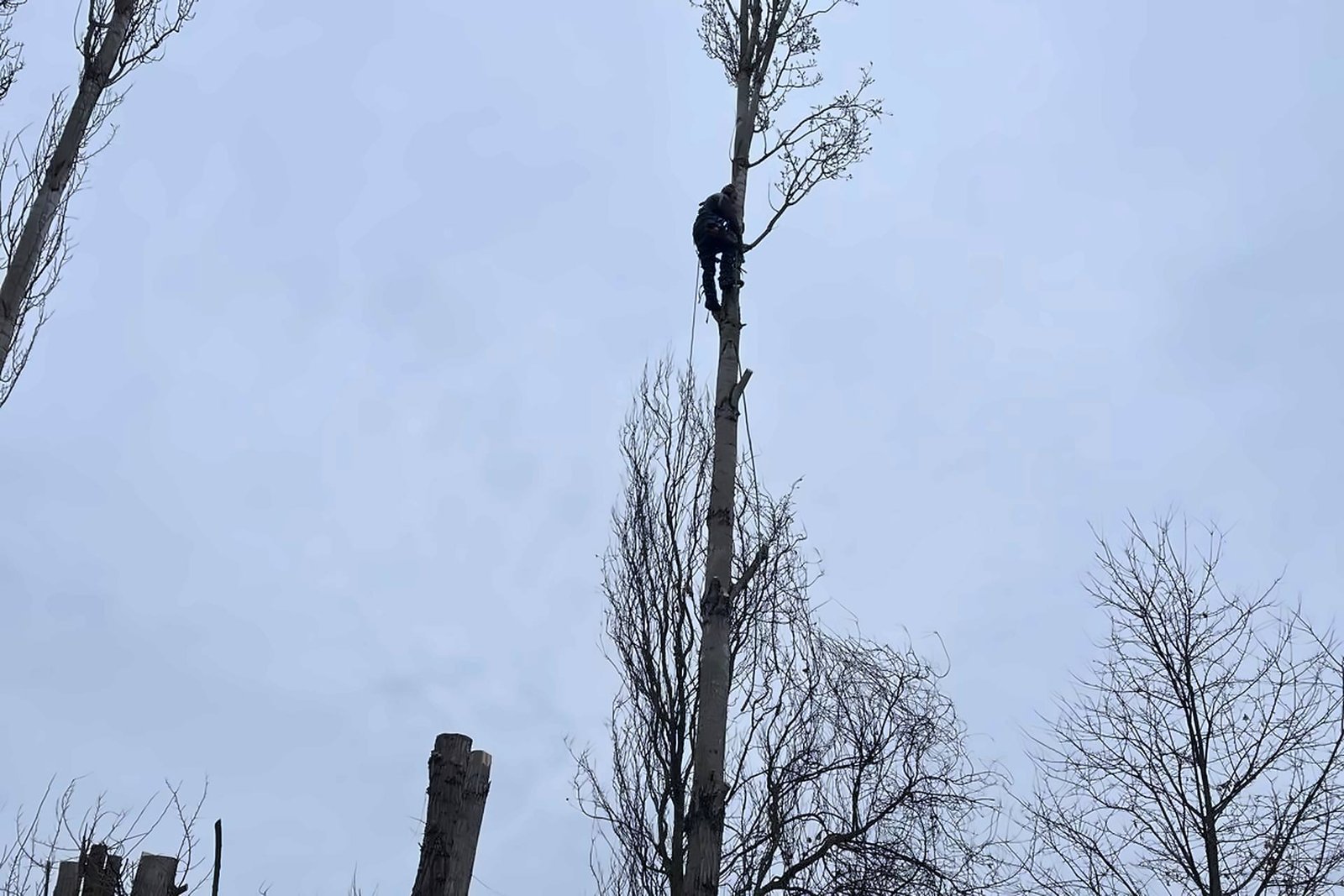 Jordan Ricardo en grimpe au sommet d’un peuplier, vu en contre-plongée, pendant le démontage d’une rangée de peupliers, Tarn-et-Garonne