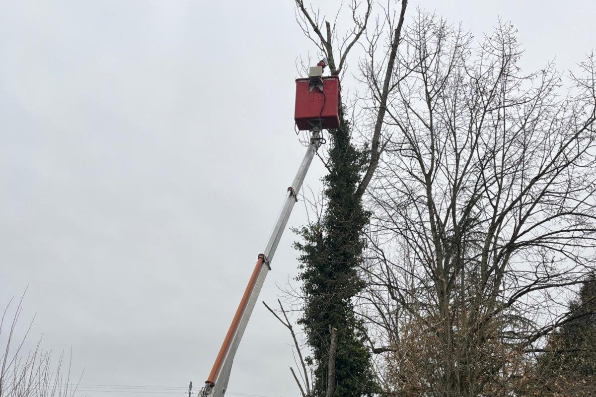 Démontage d’un grand arbre envahi de lierre depuis la nacelle, tronc repris tronçon par tronçon, Tarn-et-Garonne