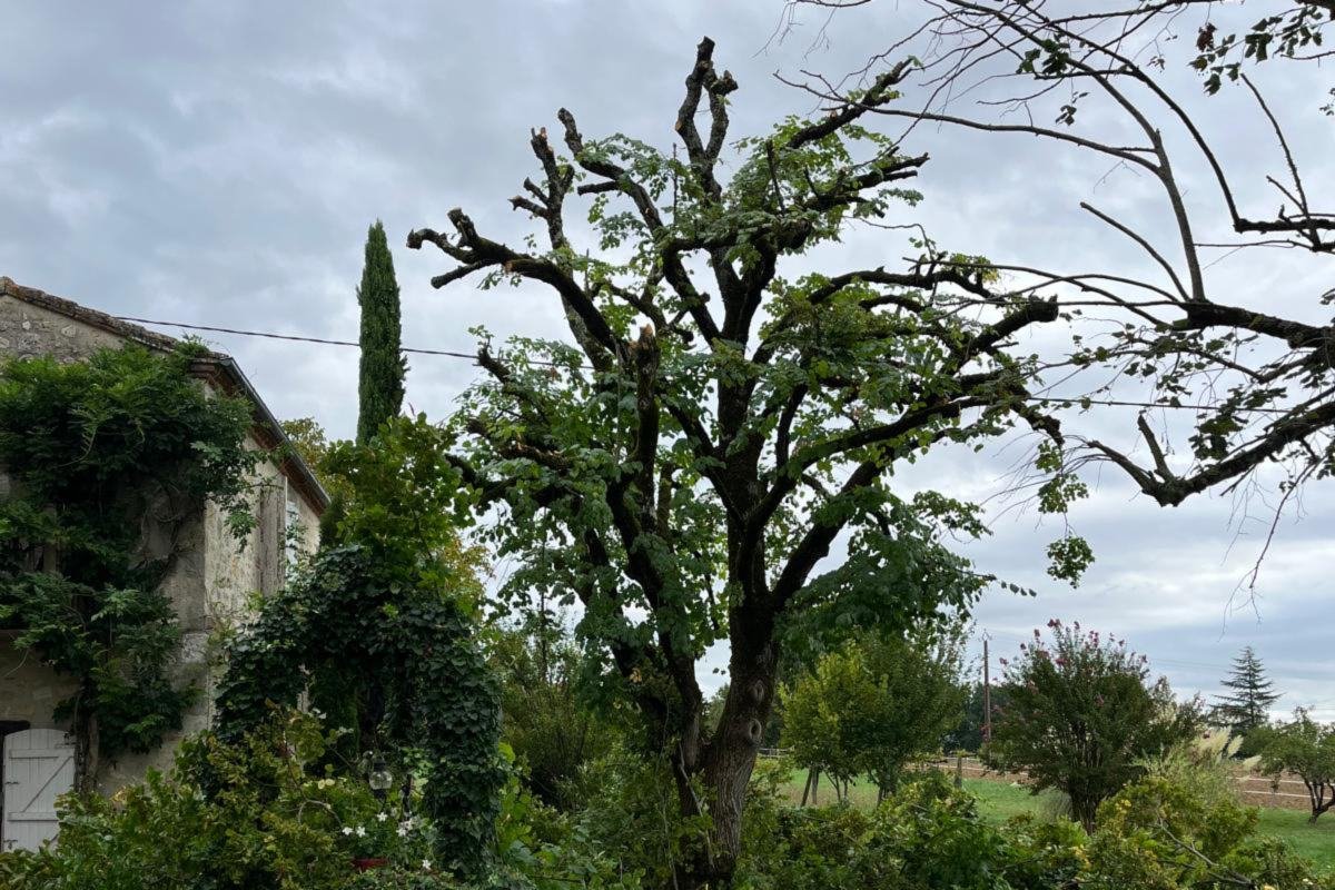 Arbre d’ornement après réduction de couronne devant une maison en pierre, branches coupées au sol, Tarn-et-Garonne