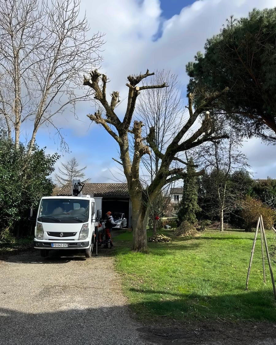Platanes taillés en têtard depuis la nacelle, camion garé devant le hangar