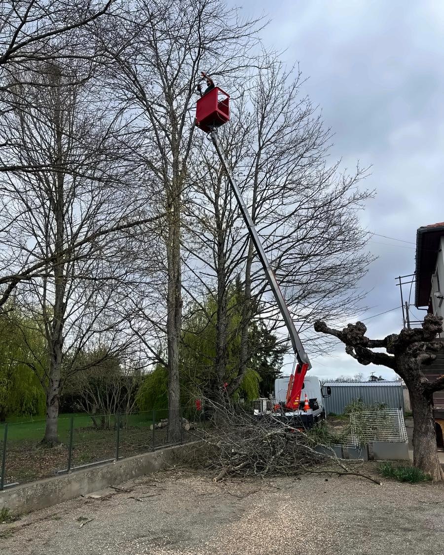 Démontage d’un grand feuillu depuis la nacelle, branches au sol