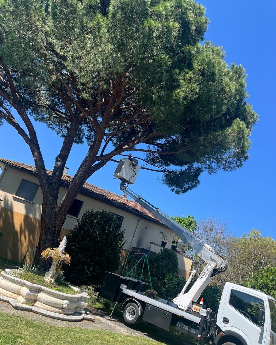 Pin parasol au-dessus d’une maison, nacelle levée dans la couronne, camion sur la pelouse, Tarn-et-Garonne