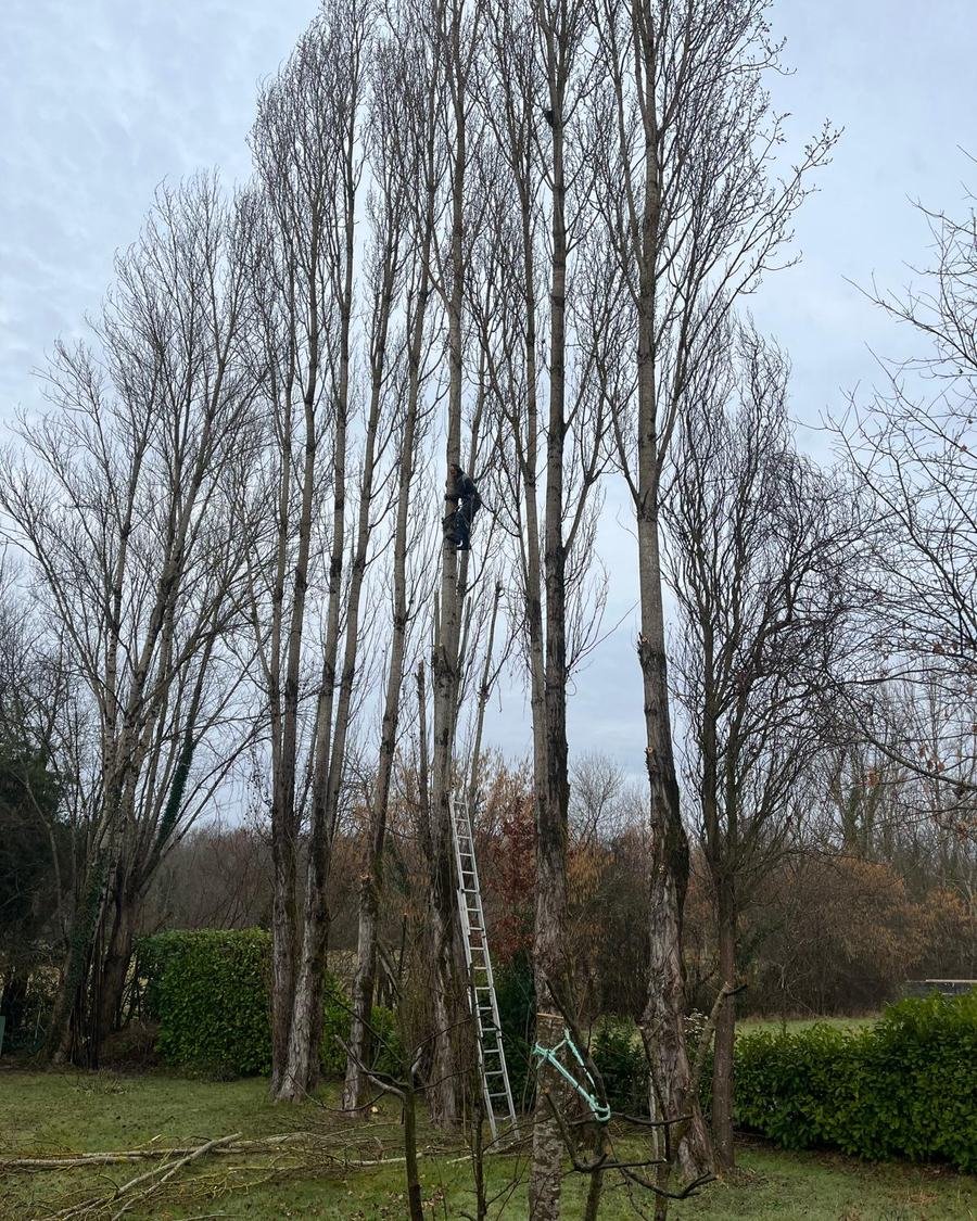 Jordan Ricardo en grimpe dans une rangée de peupliers, encordé à mi-hauteur, échelle au pied de l’arbre, Tarn-et-Garonne