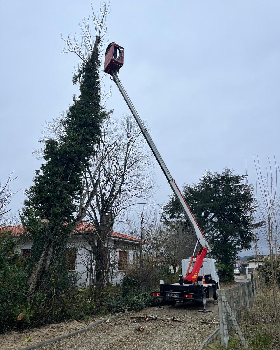 Nacelle rouge au sommet d’un grand arbre envahi de lierre, camion en contrebas devant la maison, Tarn-et-Garonne